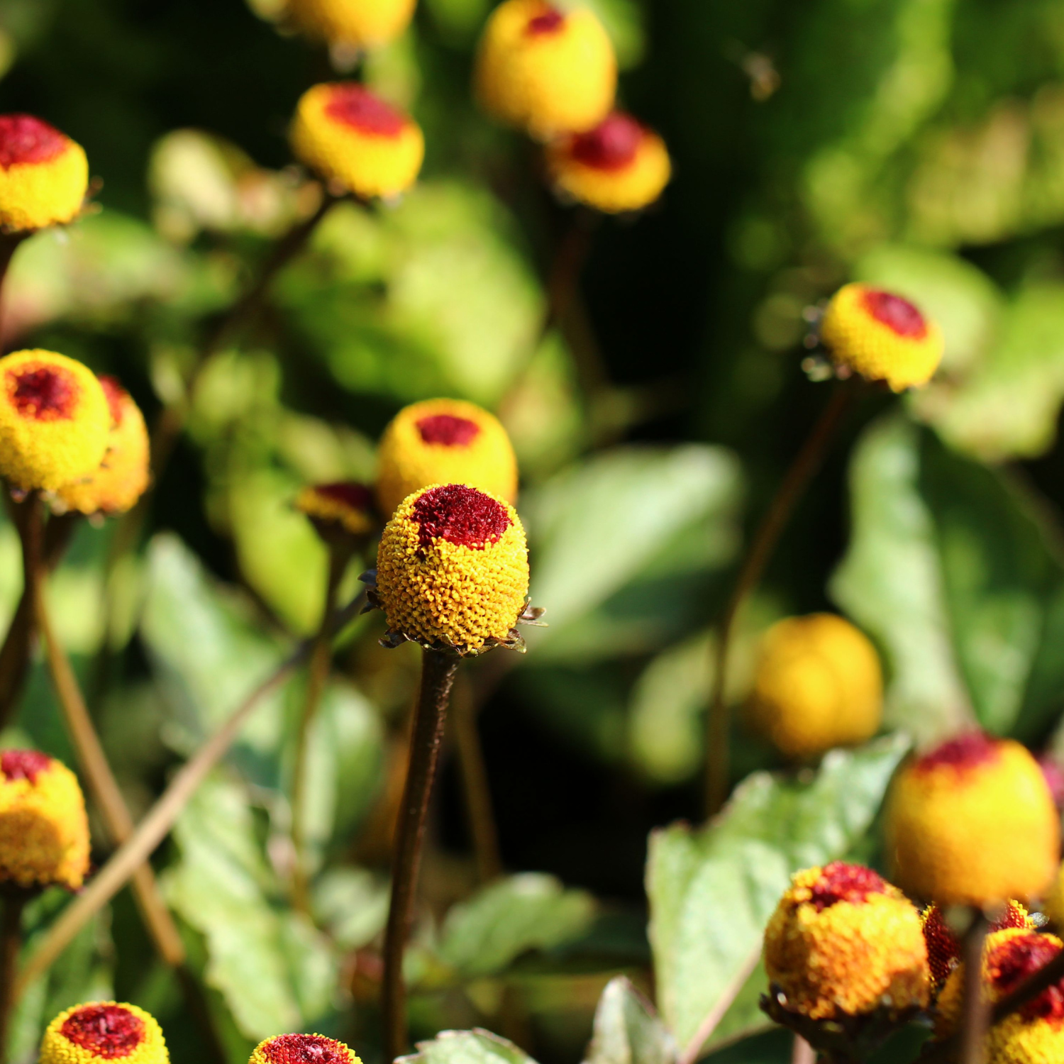 Paracress Extract: Uses and Benefits for Skin Aging