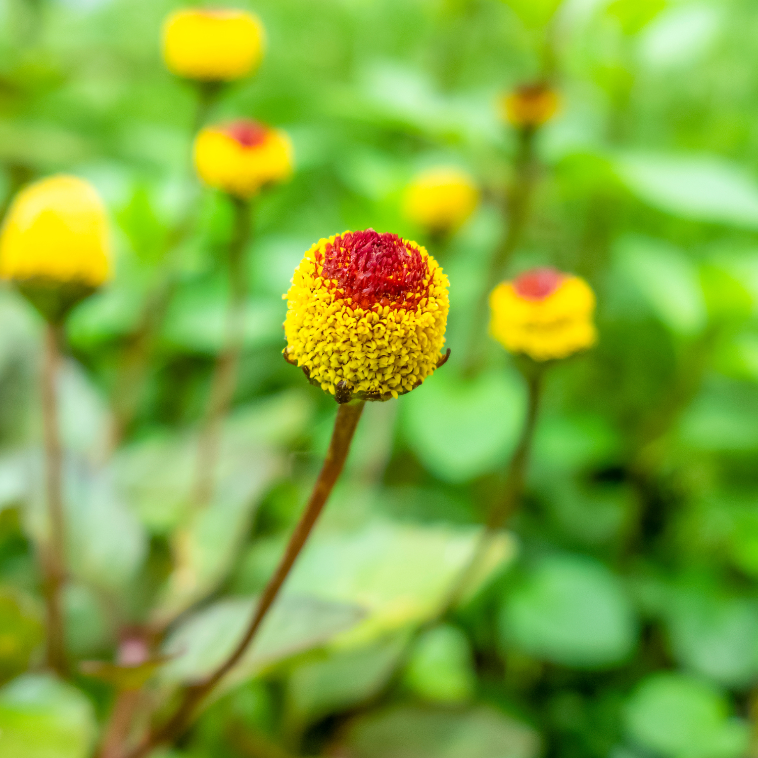 What Is Paracress? The Plant Behind "Nature's Botox" Explained