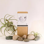 Laundry Soap Concentrate, 101 Loads Root & Splendor