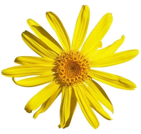 Elevated - Arnica - Organic Natural Sore Muscle Relief, Reduce Bruise Taylor's Naturals